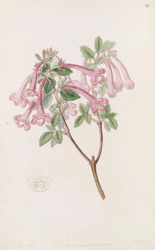 Sydenham Edwards - Florid Abelia.webp