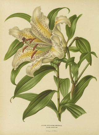 Abraham Jacobus Wendel - Nederlandsche flora en pomona Pl30.webp
