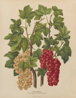 Abraham Jacobus Wendel - Nederlandsche flora en pomona Pl44.webp