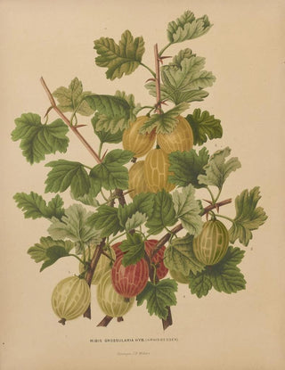 Abraham Jacobus Wendel - Nederlandsche flora en pomona Pl47.webp