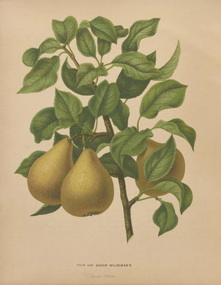 Abraham Jacobus Wendel - Nederlandsche flora en pomona Pl51.webp