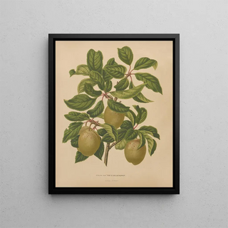 Abraham Jacobus Wendel - Nederlandsche flora en pomona Pl57.webp