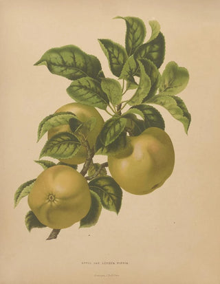 Abraham Jacobus Wendel - Nederlandsche flora en pomona Pl67.webp