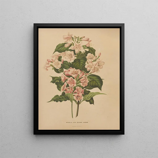 Abraham Jacobus Wendel - Nederlandsche flora en pomona Pl74.webp