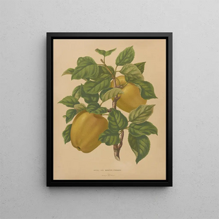 Abraham Jacobus Wendel - Nederlandsche flora en pomona Pl79.webp