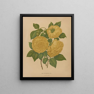 Abraham Jacobus Wendel - Nederlandsche flora en pomona Pl80.webp