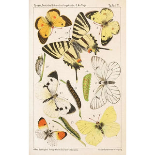 Adolf Speyer - Deutsche Schmetterlingskunde fr Anfnger Nebst einer Anleitung zum Sammeln Pl04.webp