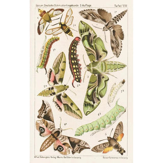 Adolf Speyer - Deutsche Schmetterlingskunde fr Anfnger Nebst einer Anleitung zum Sammeln Pl07.webp