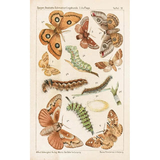 Adolf Speyer - Deutsche Schmetterlingskunde fr Anfnger Nebst einer Anleitung zum Sammeln Pl10.webp