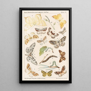 Adolf Speyer - Deutsche Schmetterlingskunde fr Anfnger Nebst einer Anleitung zum Sammeln Pl14.webp