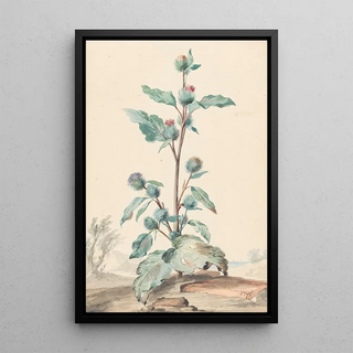 Aert Schouman - Distel.webp