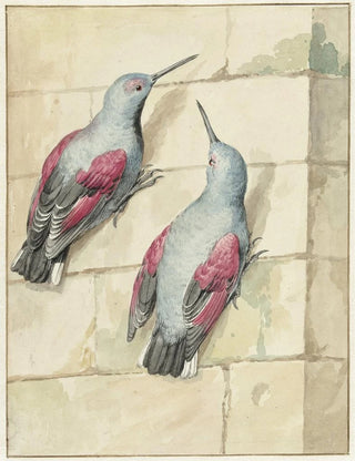 Aert Schouman - Twee rotskruipers blauw en paars op een muur.webp