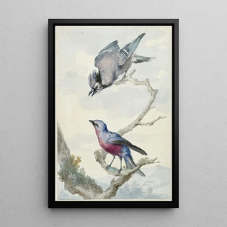 Aert Schouman - Twee vogels een blauwe gaai en een purperborstcotinga.webp