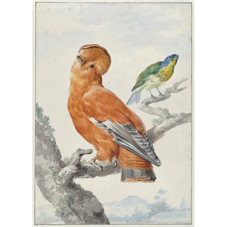 Aert Schouman - Two Exotic Birds.webp