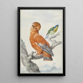 Aert Schouman - Two Exotic Birds.webp