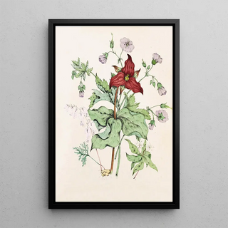 Agnes Fitzgibbon - Squirrel Corn Purple Trillium Wild Cranes Bill Star Flower Chickweed.webp