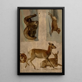 Albert Bierstadt - Study of Bighorn Sheep and Antelope.webp