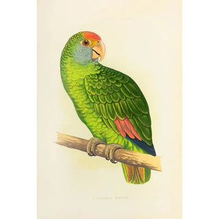 Alexander Francis Lydon - Dufresnes Amazon.webp