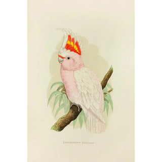 Alexander Francis Lydon - Leadbeaters Cockatoo.webp