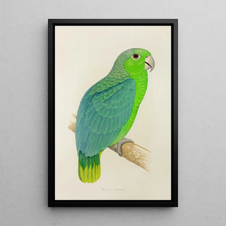 Alexander Francis Lydon - Mealy Amazon.webp