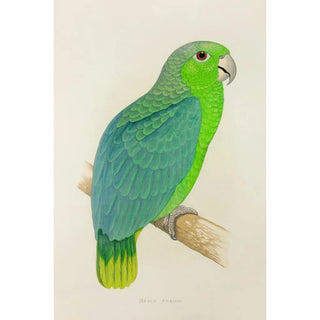 Alexander Francis Lydon - Mealy Amazon.webp