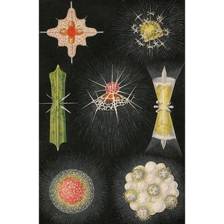 Alfred Frdol - Animaux Radis.webp