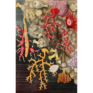 Alfred Frdol - Corail.webp