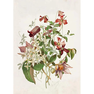 Alois Lunzer - Clematis.webp