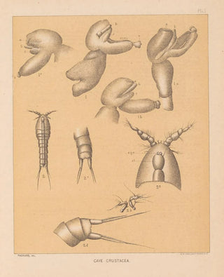 Alpheus Spring Packard - The cave fauna of North America Pl 01.webp