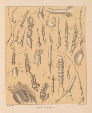 Alpheus Spring Packard - The cave fauna of North America Pl 03.webp