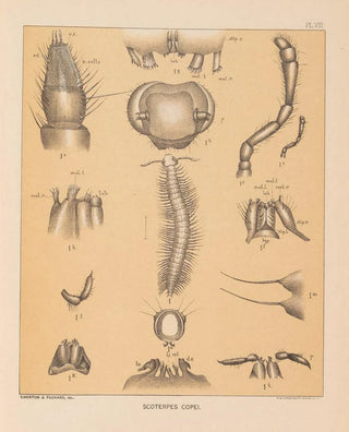 Alpheus Spring Packard - The cave fauna of North America Pl 08.webp