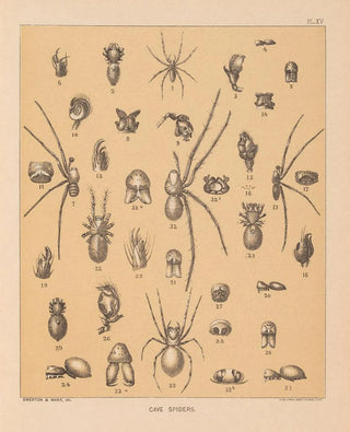 Alpheus Spring Packard - The cave fauna of North America Pl 15.webp