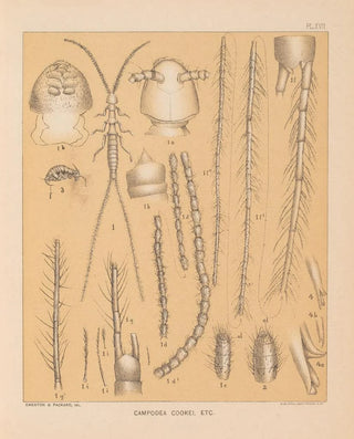 Alpheus Spring Packard - The cave fauna of North America Pl 17.webp