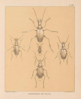 Alpheus Spring Packard - The cave fauna of North America Pl 18.webp
