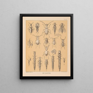 Alpheus Spring Packard - The cave fauna of North America Pl 20.webp