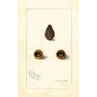 Amanda Almira Newton - Arachis.webp