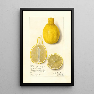 Amanda Almira Newton - Citrus limon Lisbon.webp