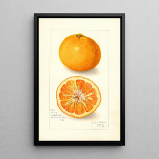 Amanda Almira Newton - Citrus nobilis King.webp