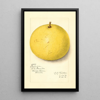 Amanda Almira Newton - Citrus paradisi Inman.webp