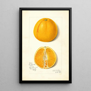 Amanda Almira Newton - Citrus sinensis True Eureka.webp