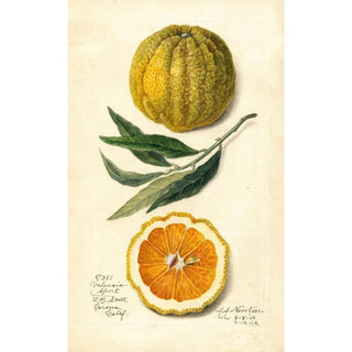 Amanda Almira Newton - Citrus sinensis Valencia.webp