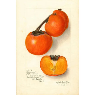 Amanda Almira Newton - Diospyros Yemon.webp