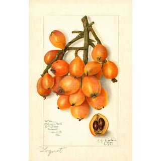 Amanda Almira Newton - Eriobotrya japonica Baronne Hall.webp
