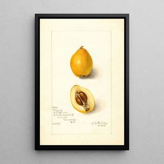 Amanda Almira Newton - Eriobotrya japonica Premier.webp