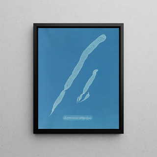 Anna Atkins - Asperococcus compressus.webp