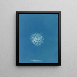 Anna Atkins - Callithamnion roseum.webp