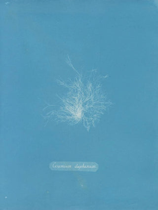 Anna Atkins - Ceramium diaphanum.webp