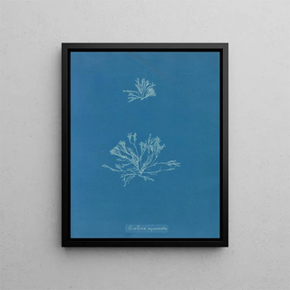 Anna Atkins - Corallina squamata.webp