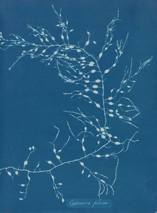 Anna Atkins - Cystoseira fibrosa.webp