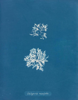 Anna Atkins - Delesseria ruscifolia.webp